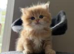 Cute Scottish Straight fluffy kitty - Scottish Straight Kitten For Sale - Orlando&comma; FL&comma; US