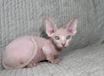 Luna bambino - Bambino Kitten For Sale - 