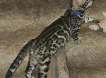 Male Female Brown Bengal Kittens - Bengal Kitten For Sale - MI&comma; US