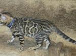 Male Brown Bengal Kitten - Bengal Kitten For Sale - MI&comma; US