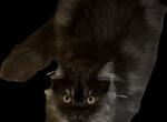 Stunning shaded smoke Persian Boys - Persian Kitten For Sale - Benbrook&comma; TX&comma; US