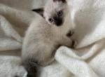Male Siamese - Siamese Kitten For Sale - Oregon City&comma; OR&comma; US