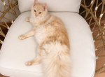 Isla - Maine Coon Cat For Sale - Belchertown&comma; MA&comma; US
