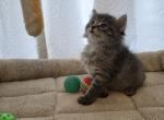 Percy - American Shorthair Kitten For Sale - Memphis&comma; TN&comma; US