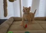 Sunny - American Shorthair Kitten For Sale - 
