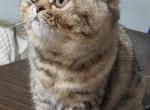 Beautiful Exotic Persian Kittens - Exotic Kitten For Sale - Muscle Shoals&comma; AL&comma; US