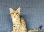Beautiful kittens - Domestic Kitten For Sale - Newport&comma; WA&comma; US