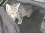Dirt - Domestic Kitten For Adoption - San Jose&comma; CA&comma; US