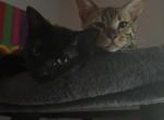 Beerus - Bengal Kitten For Sale - Bridgeport&comma; CT&comma; US