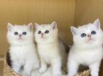 Sugar - British Shorthair Kitten For Sale - City Industry&comma; CA&comma; US
