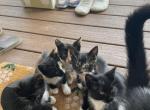 Lily Daisy Lola Oreo Owen - Domestic Kitten For Sale - Damascus&comma; OR&comma; US