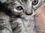 Jasmine - Persian Kitten For Sale - 