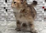 Oliver long hair - Scottish Straight Kitten For Sale - Naperville&comma; IL&comma; US
