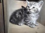 Big Boy - Himalayan Kitten For Sale - Canton&comma; OH&comma; US