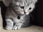 Pooh - Persian Cat For Sale - 