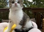 Max - Scottish Straight Kitten For Sale - Denver&comma; CO&comma; US