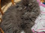 choco male - Persian Kitten For Sale - 
