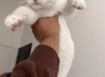 Diomedes - Domestic Kitten For Adoption - 