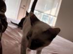 Aeolus - Domestic Kitten For Adoption - Woodburn&comma; OR&comma; US