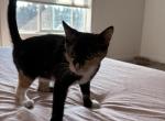Pandora - Domestic Kitten For Sale - 