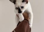 Calypso - Domestic Kitten For Sale - 