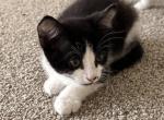 Dionysus - Domestic Kitten For Sale - Woodburn&comma; OR&comma; US