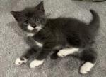 Max - Domestic Kitten For Sale - Berlin&comma; CT&comma; US