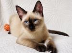 Female Siamese kitten - Siamese Kitten For Sale - Terrell&comma; TX&comma; US