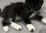 Dan - Domestic Kitten For Sale - Berlin&comma; CT&comma; US