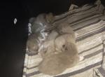 luna6kittys - Ragdoll Kitten For Sale - Raleigh&comma; NC&comma; US