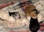 Champion Bloodlines Tica Registered - Maine Coon Kitten For Sale - Narragansett&comma; RI&comma; US