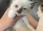 Sir Cleo - Siamese Kitten For Sale - 