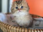 Gigi - Scottish Fold Kitten For Sale - Levittown&comma; PA&comma; US