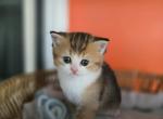 Googi - Scottish Straight Kitten For Sale - Levittown&comma; PA&comma; US