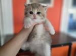 Gretta - Scottish Straight Kitten For Sale - Levittown&comma; PA&comma; US