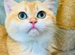 Diamond - British Shorthair Kitten For Sale - Los Angeles&comma; CA&comma; US
