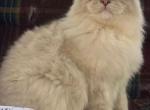 Akio - Ragdoll Cat For Sale - Williamsport&comma; OH&comma; US