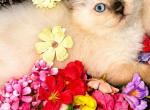 Amika son - Ragdoll Kitten For Sale - Williamsport&comma; OH&comma; US