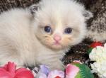 Saraya son - Ragamuffin Kitten For Sale - 