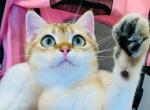 Poppy - British Shorthair Kitten For Sale - Irvine&comma; CA&comma; US