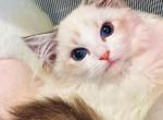 Fairy - Ragdoll Kitten For Sale - Irvine&comma; CA&comma; US
