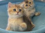 British Longhair Male & British Shorthair Female - British Shorthair Kitten For Sale - Oakland&comma; CA&comma; US