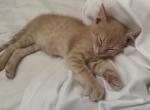 Hugo - Domestic Kitten For Adoption - Granite Bay&comma; CA&comma; US