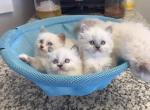 Ragdoll kittens Jun - Ragdoll Kitten For Sale - Oakland&comma; CA&comma; US