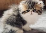 Zariah boy - Persian Kitten For Sale - Joplin&comma; MO&comma; US