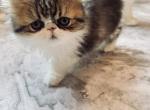 National winner - Persian Kitten For Sale - Joplin&comma; MO&comma; US