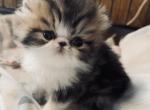 Brown patch - Persian Kitten For Sale - Joplin&comma; MO&comma; US