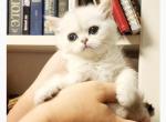 British Shorthair silver chinchilla Amber - British Shorthair Kitten For Sale - Newcastle&comma; WA&comma; US