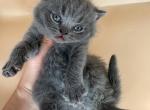 Blue British short hair male - British Shorthair Kitten For Sale - 