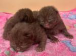 Chocolate British short hair kittens - British Shorthair Kitten For Sale - 